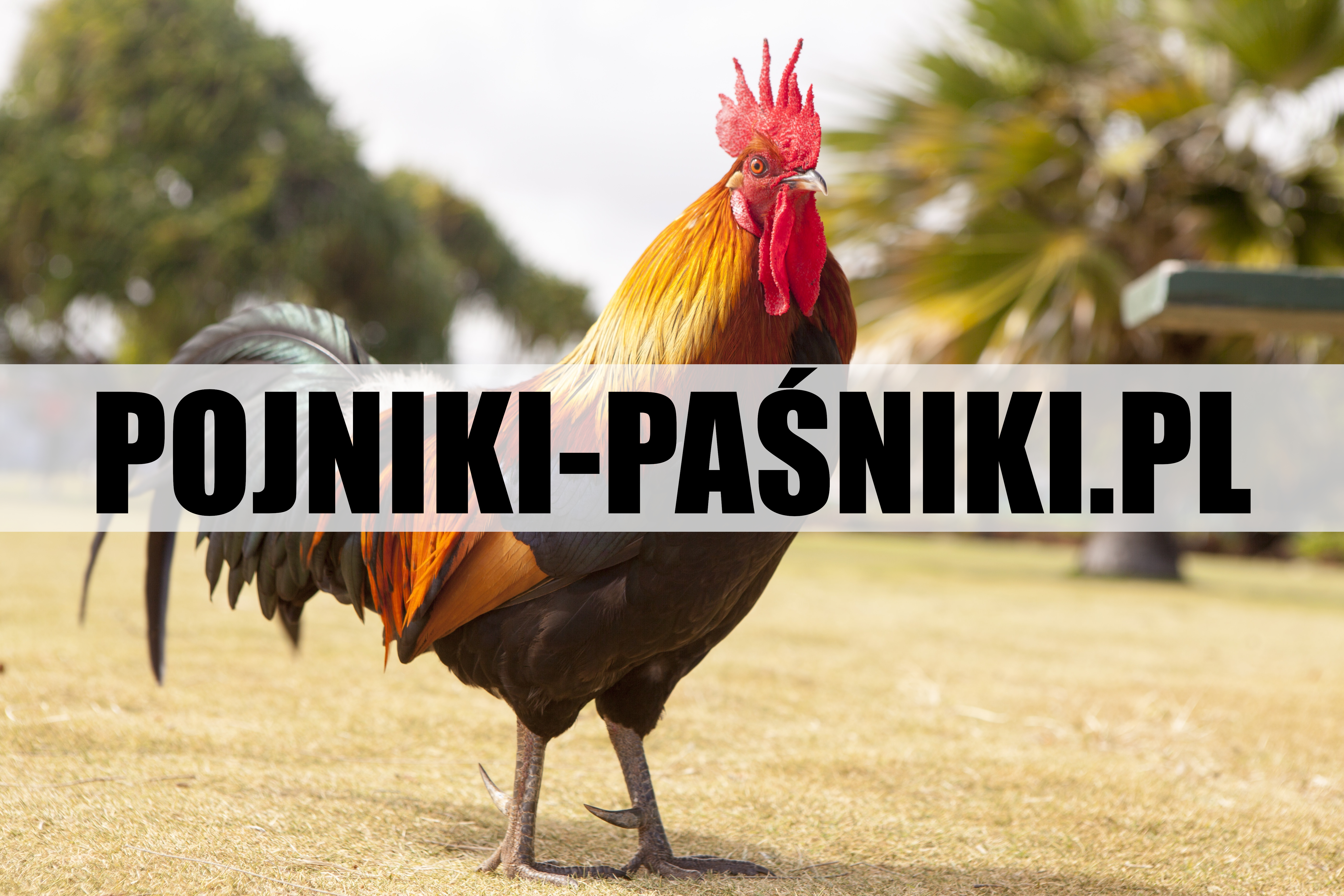 PASZE DLA DROBIU